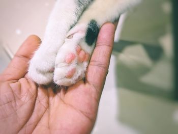 Close-up of hand holding a horse