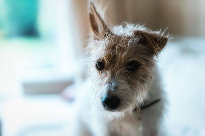 Close-up portrait of dog