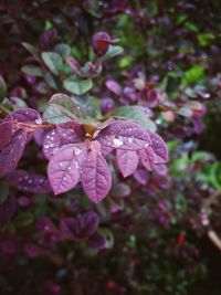 Close-up of water drops on pink flower