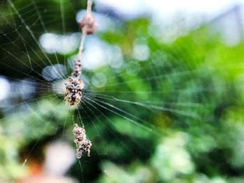 Spider on web