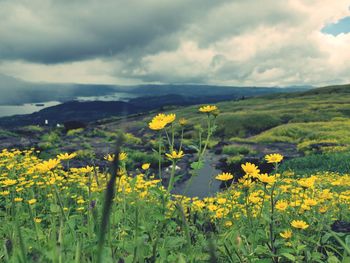 Yellow flowers on field against cloudy sky