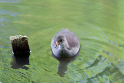 Duck swimming in lake