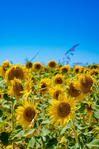 Close-up of yellow flowering plants against clear blue sky