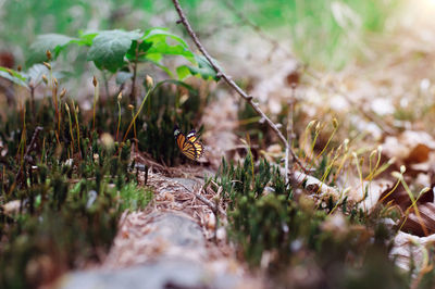 Butterfly amidst plants over field