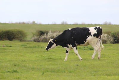 Side view of cows on field