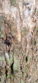 Full frame shot of tree trunk