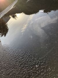 Reflection of trees in puddle on water