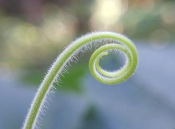 Close-up of green plant