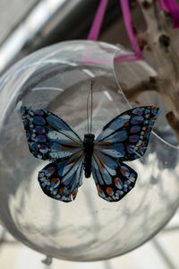 Butterfly on leaf