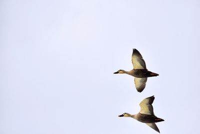 Seagull flying in clear sky