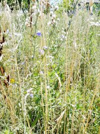 Close-up of plants growing on field