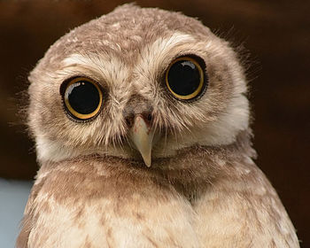 Close-up portrait of owl