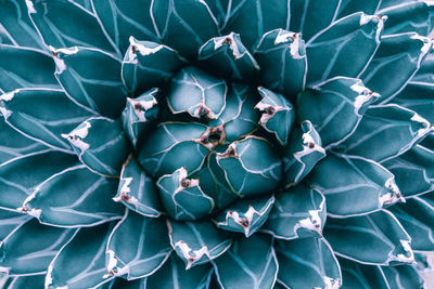 Full frame shot of succulent plant