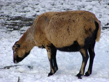 Close-up of horse standing on snow field