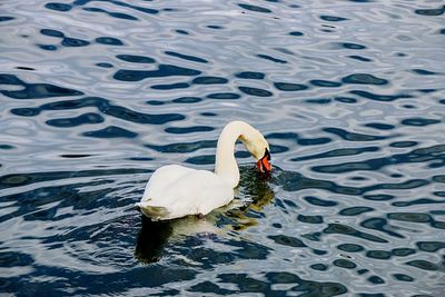 Birds in calm water