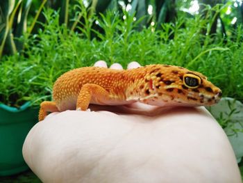 Close-up of a hand