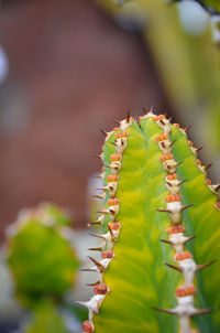 Close-up of succulent plant