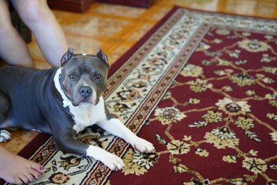High angle portrait of a dog at home