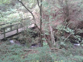 Trees in forest