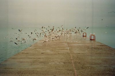 Flock of birds flying against sky