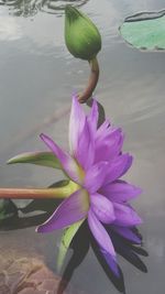 Lotus water lily in pond