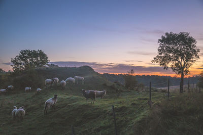 Horses grazing on field against sky at sunset