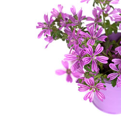 Close-up of flowers against white background