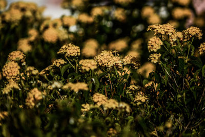 Close-up of white flowers growing on field