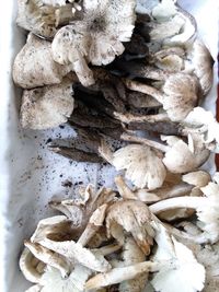 High angle view of mushrooms growing on tree