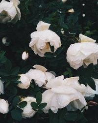 Close-up of white roses blooming outdoors