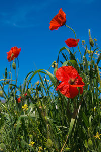 Close-up of red poppy flowers against sky