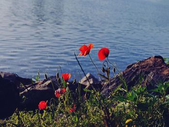 Red flowers growing by lake