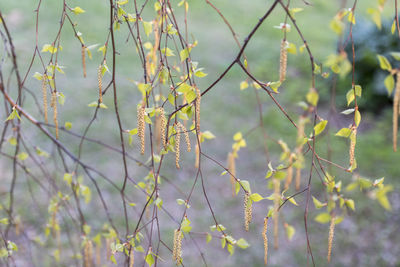 Close-up of flowering plant