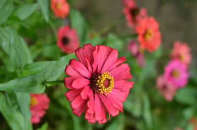 Close-up of pink flower