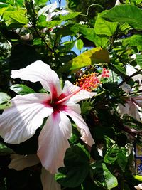 Close-up of white hibiscus flower