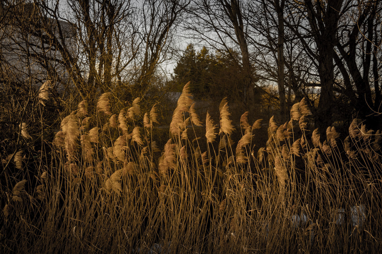 Grass stalk