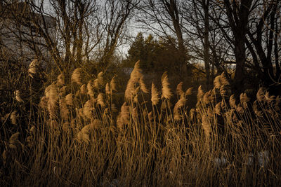 Bare trees on field