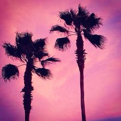 Low angle view of palm trees against sky