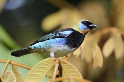 Close-up of bird perching on a plant