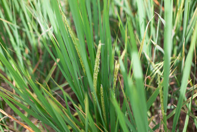 Full frame shot of crops growing on field