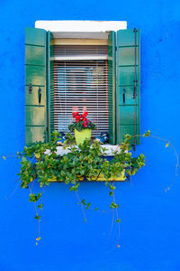 Potted plant on window of building