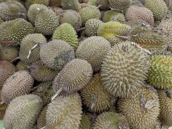 Full frame shot of king fruit or so called  durian