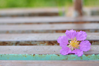 Close-up of pink flowering plant