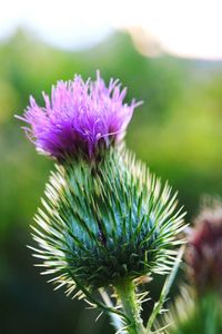 Close-up of thistle