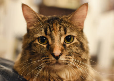 Close-up portrait of a cat