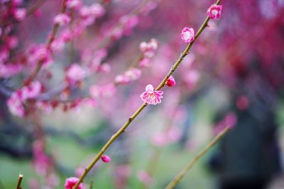 Close-up of pink cherry blossom