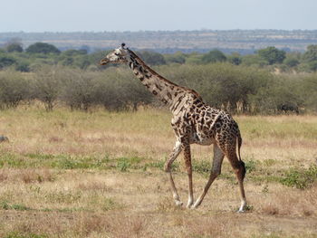 Side view of giraffe on field