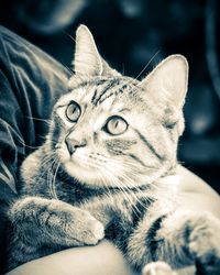 Close-up portrait of a cat