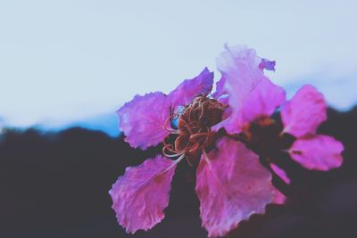 Close-up of pink flowers