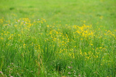 Yellow flowers growing on field